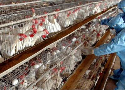 امکان صادرات واکسن آنفلوانزای فوق حاد پرندگان به کشورهای همسایه