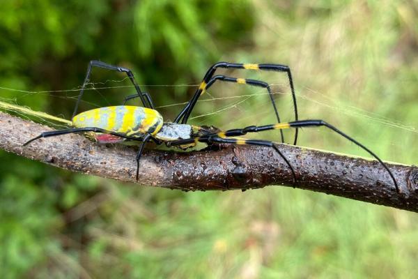 عنکبوت غول پیکر چگونه لقمه بزرگتر از دهانش را می بلعد؟، عکس